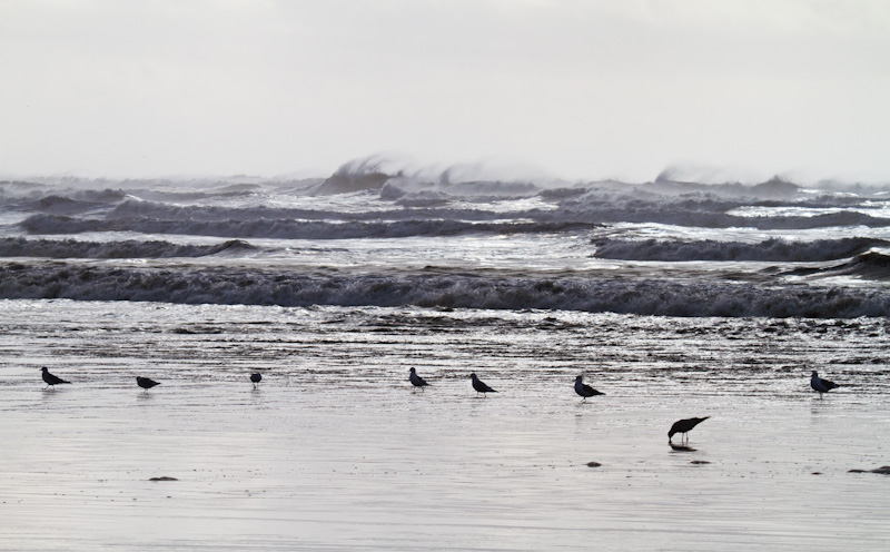 Gulls In Surf